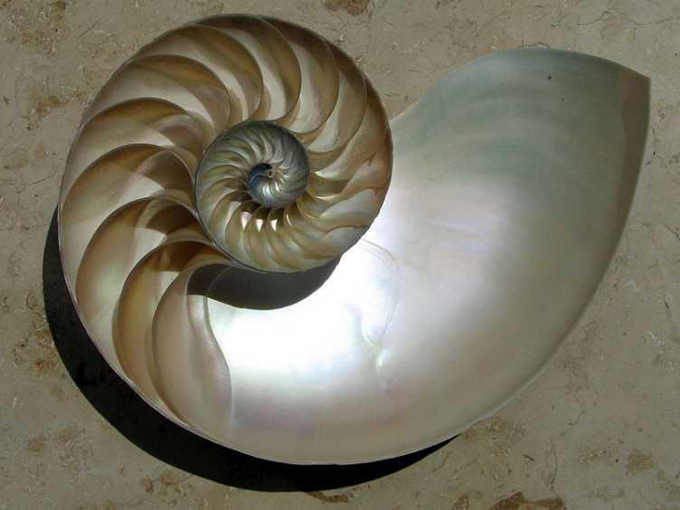 Vergrösserte Ansicht: Nautilus-Schale